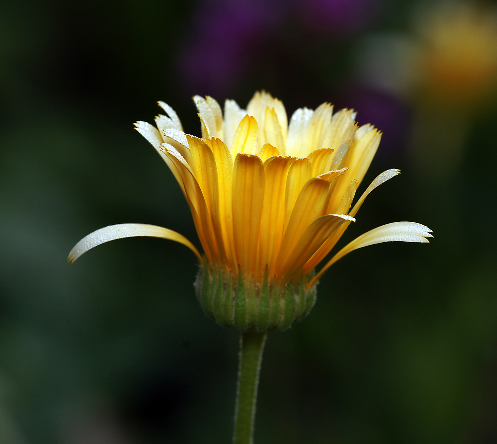 Image of Calendula officinalis specimen.