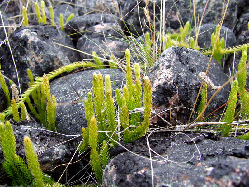 Image of Lycopodium lagopus specimen.