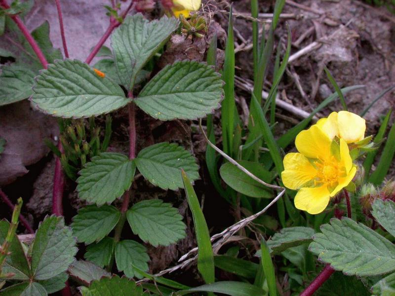 Image of Potentilla stolonifera specimen.