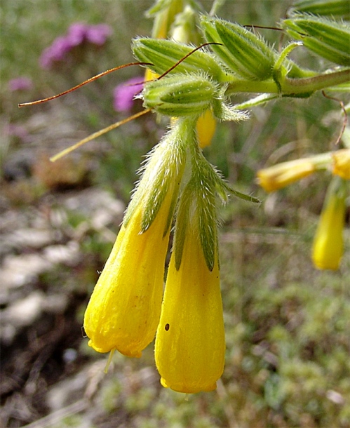 Image of Onosma caucasica ssp. oligotricha specimen.