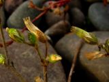 Cerastium holosteoides