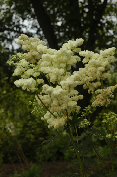 Изображение особи Filipendula ulmaria.