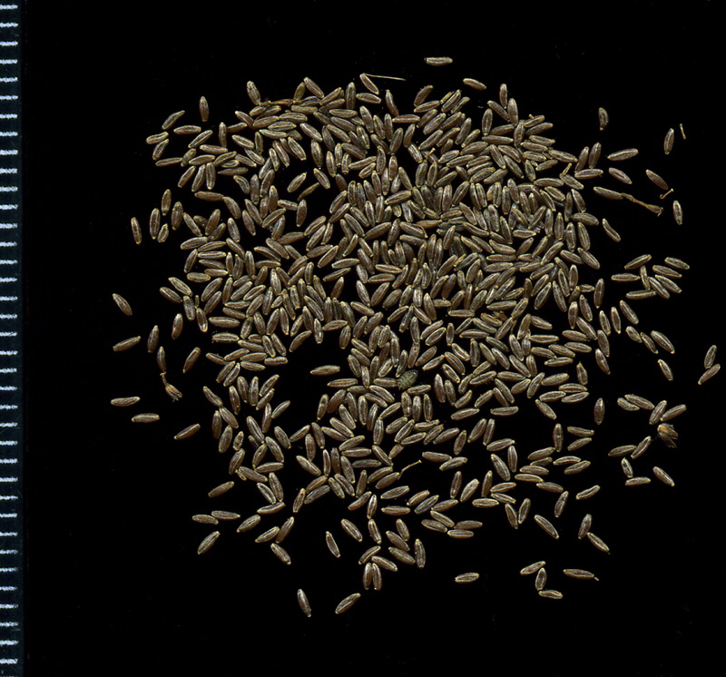 Image of Artemisia vulgaris specimen.