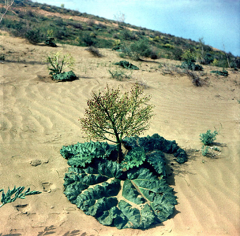 Изображение особи Rheum turkestanicum.