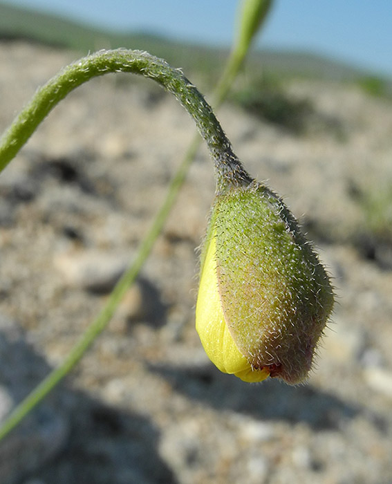 Image of Papaver ammophilum specimen.