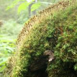 Atrichum flavisetum. Покров спороносящих растений на вывороте корней ели. Тверская обл., Центрально-Лесной заповедник, ельник неморально-травяной. 26.08.2012.