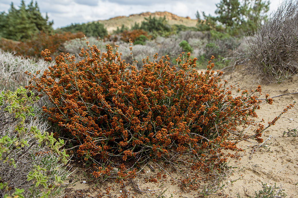 Image of Erica manipuliflora specimen.