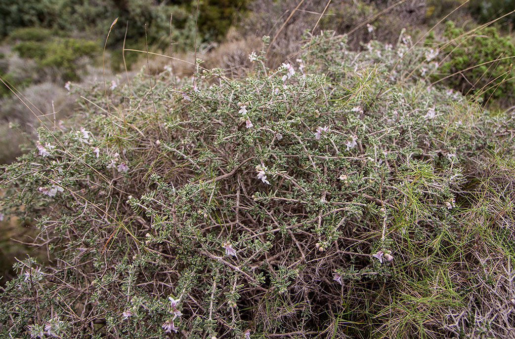 Изображение особи Teucrium brevifolium.