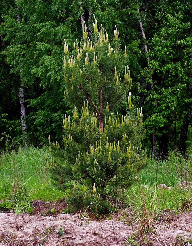 Изображение особи Pinus sylvestris.