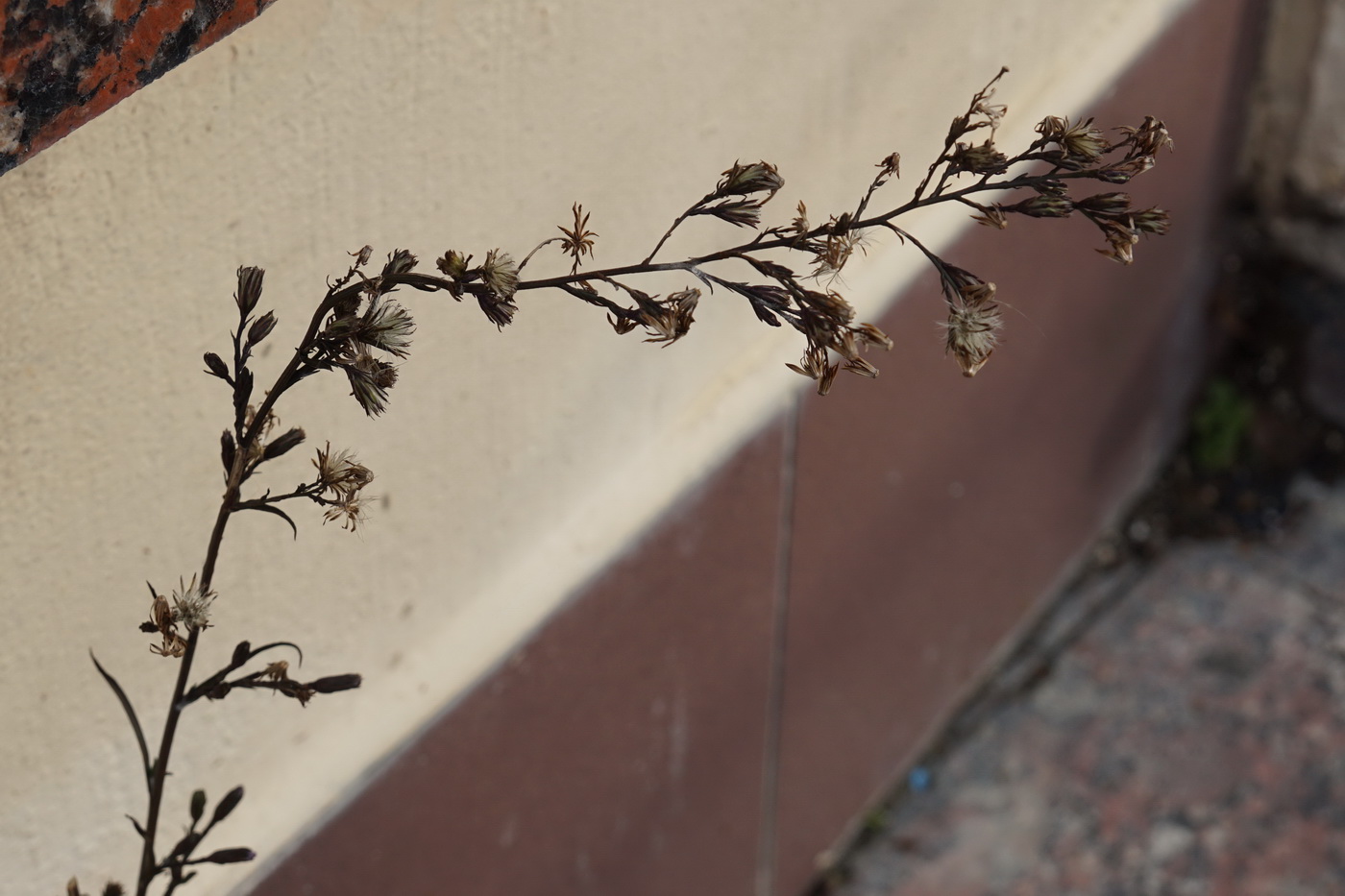 Image of Symphyotrichum subulatum var. squamatum specimen.