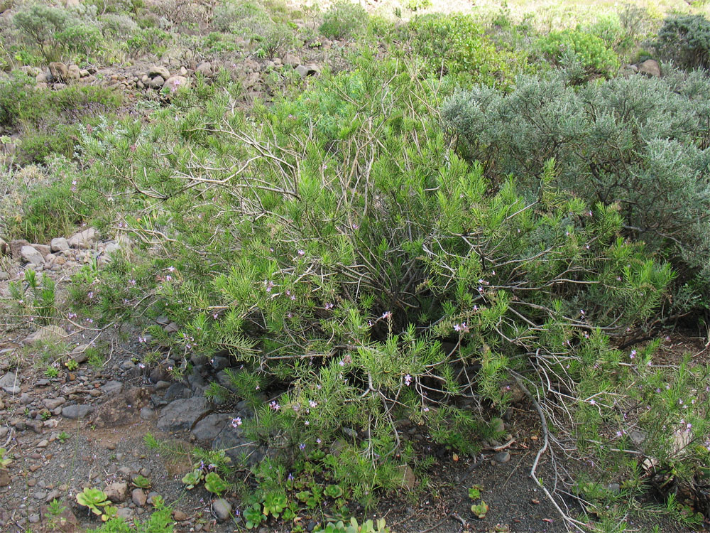 Image of Campylanthus salsoloides specimen.