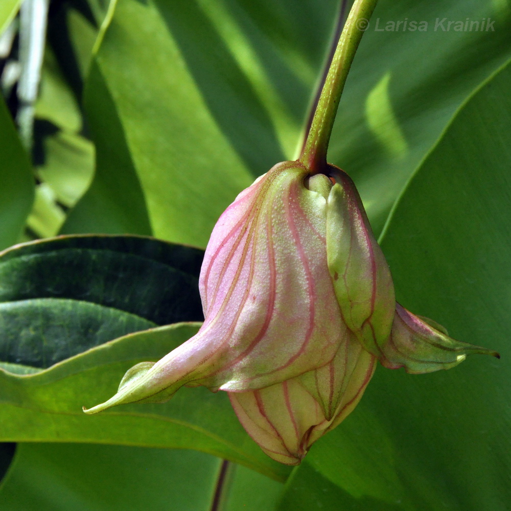 Изображение особи Medinilla magnifica.