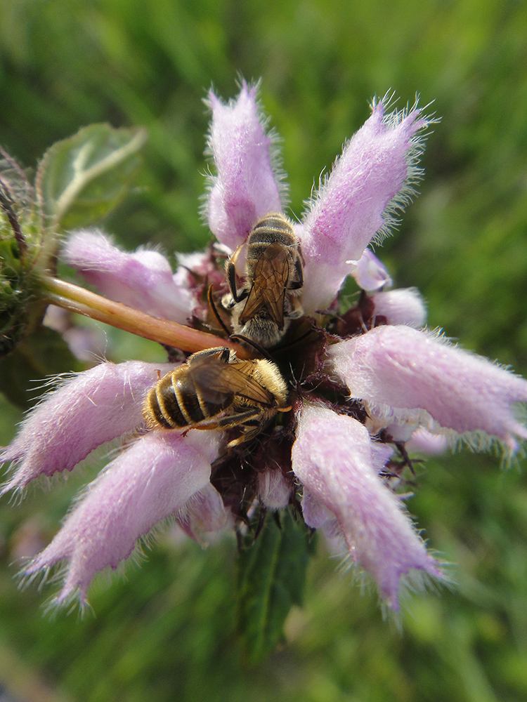 Image of Phlomoides tuberosa specimen.