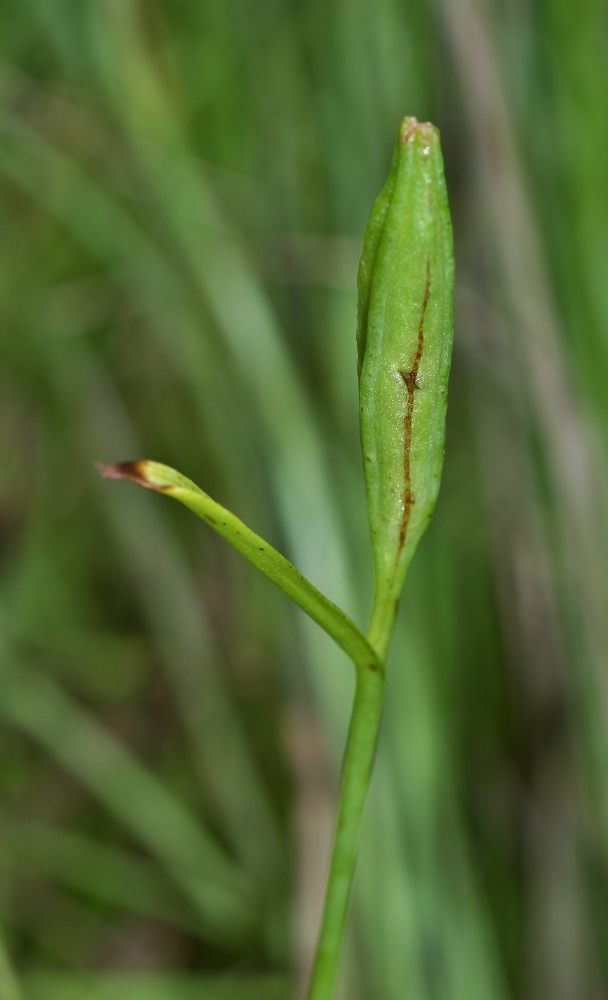 Image of Pogonia japonica specimen.