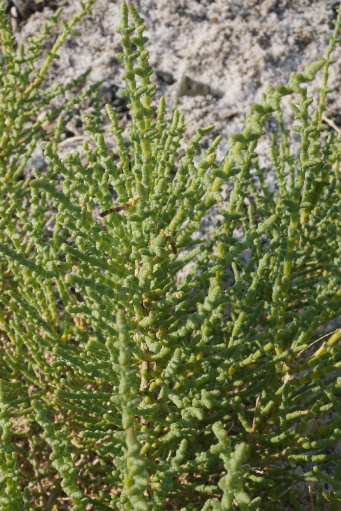 Image of Halocnemum strobilaceum specimen.