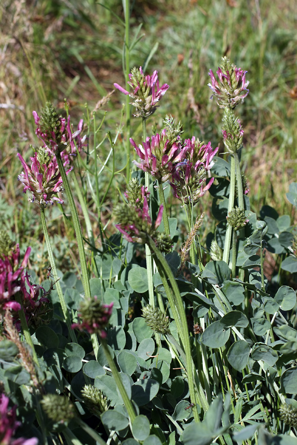 Image of Astragalus platyphyllus specimen.