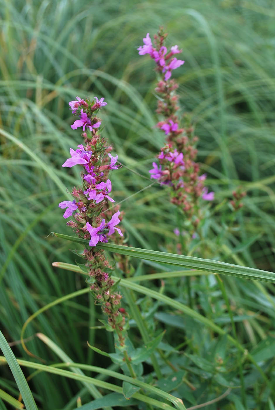 Image of Lythrum salicaria specimen.