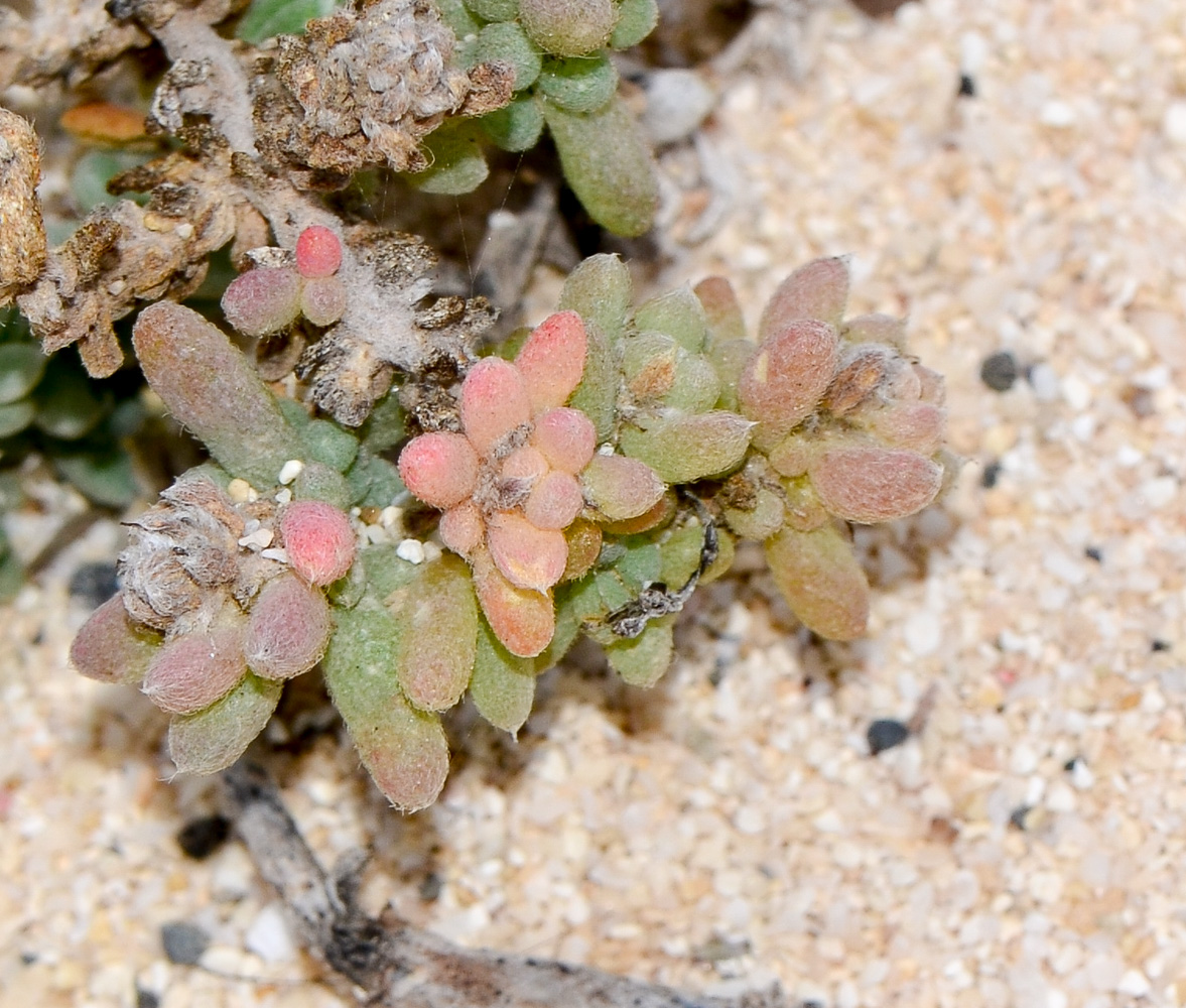 Image of Bassia tomentosa specimen.