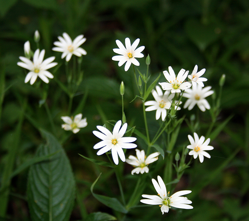 Image of Stellaria holostea specimen.