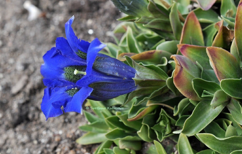 Image of Gentiana dinarica specimen.