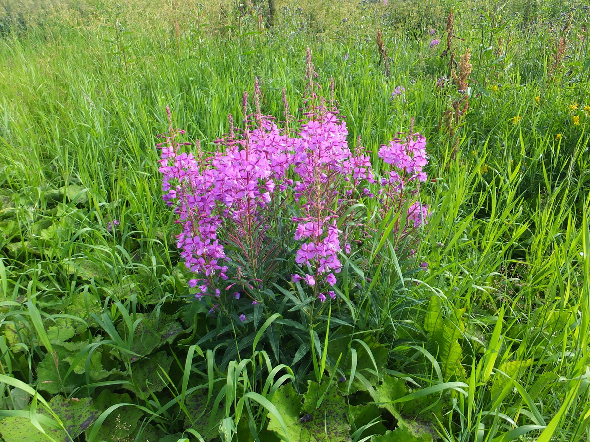 Изображение особи Chamaenerion angustifolium.