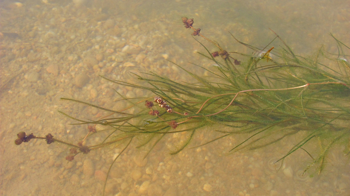 Изображение особи Potamogeton pectinatus.