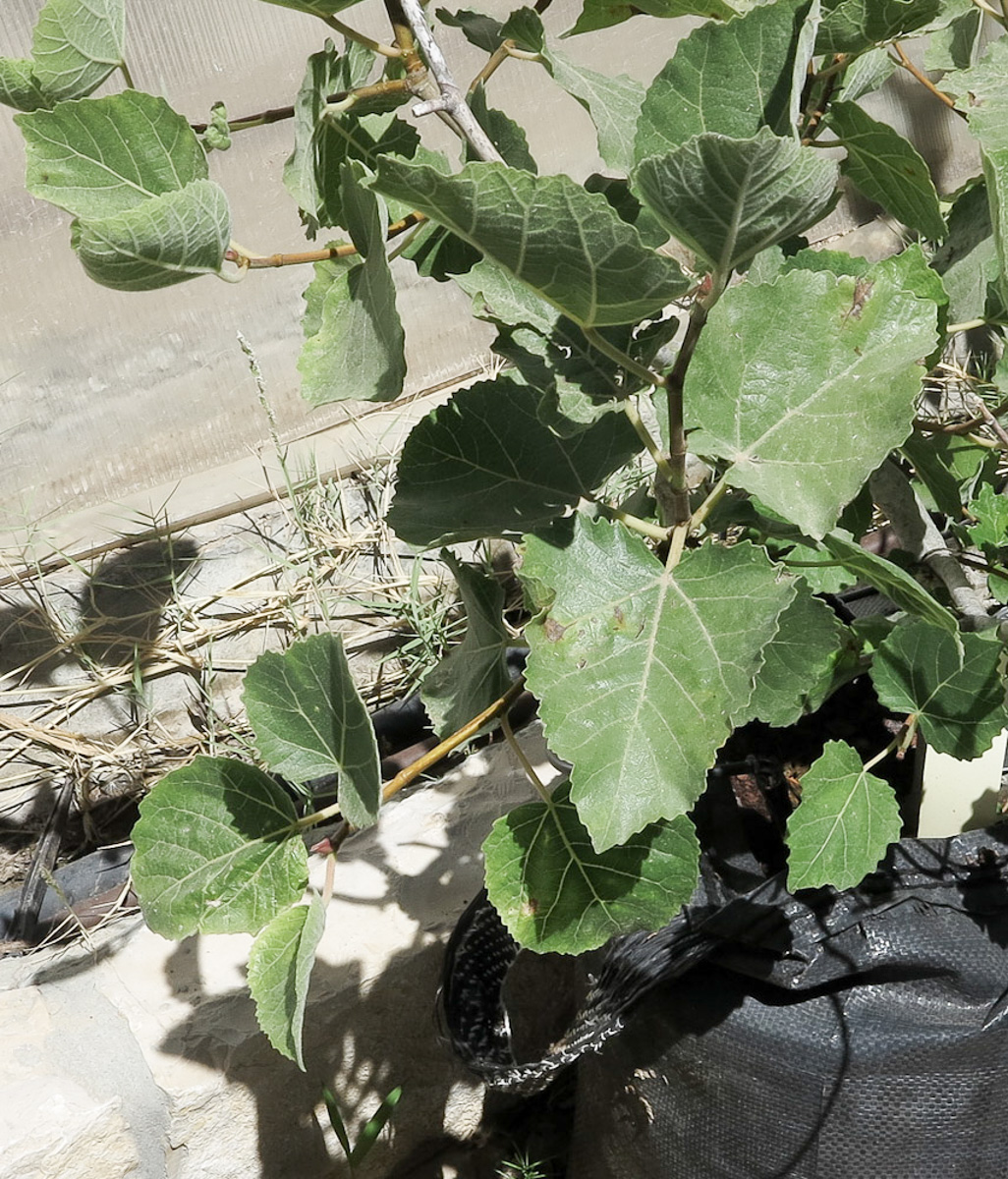 Image of Ficus palmata specimen.