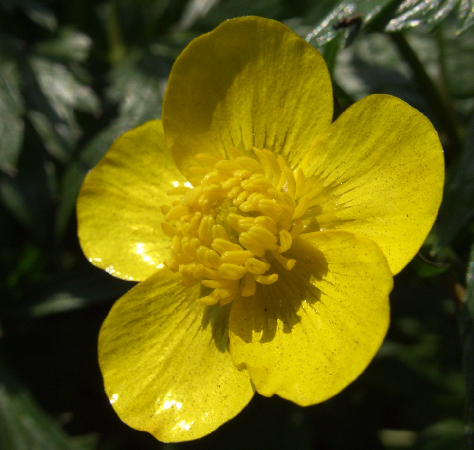 Изображение особи Ranunculus repens.