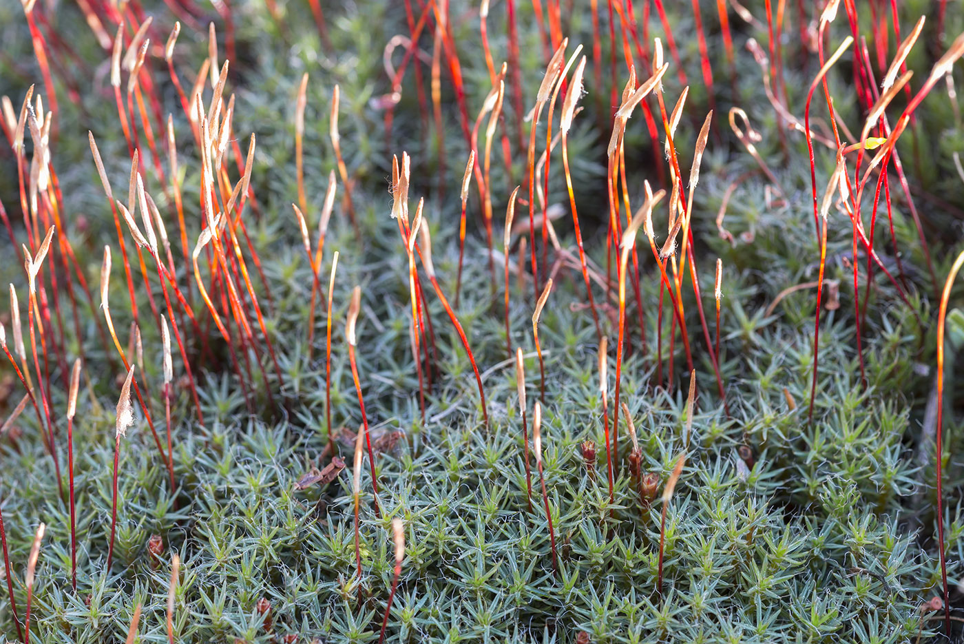 Image of Polytrichum piliferum specimen.