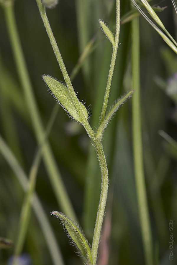 Image of Myosotis arvensis specimen.