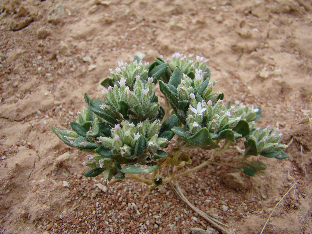 Image of Saponaria spathulifolia specimen.