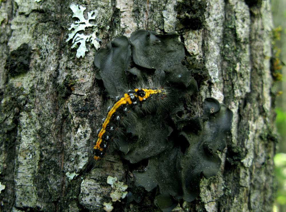 Image of Leptogium asiaticum specimen.