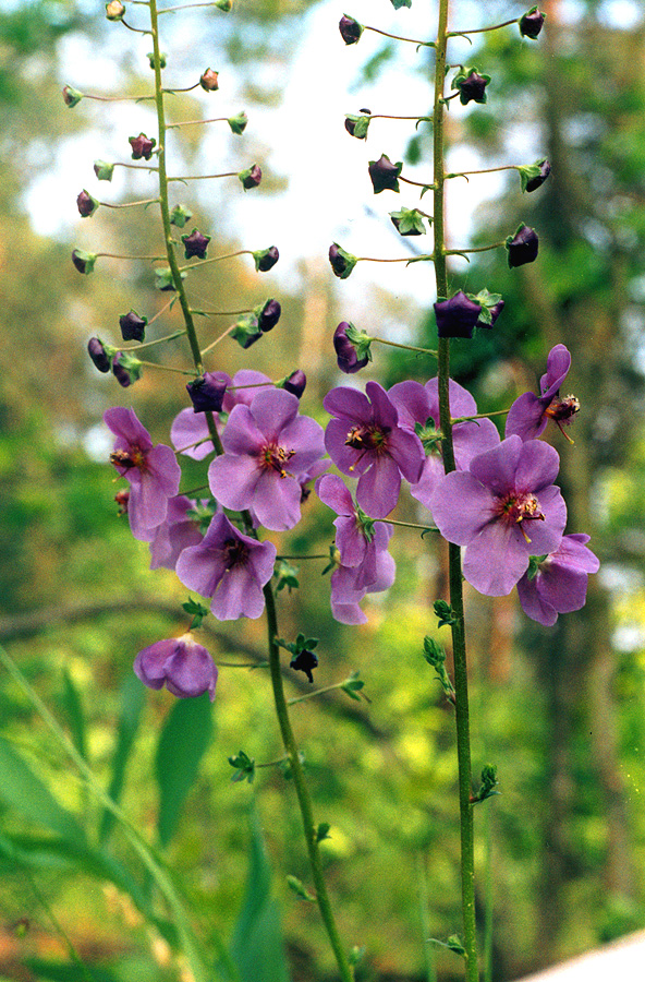 Image of Verbascum phoeniceum specimen.