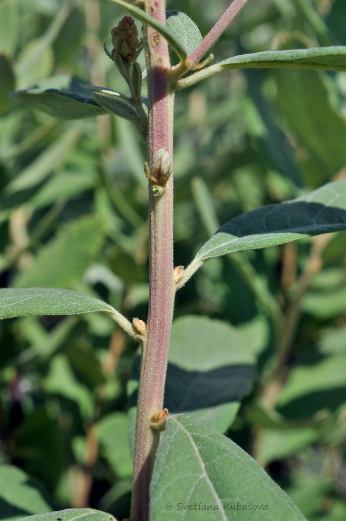 Image of Spiraea douglasii specimen.