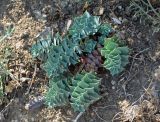 Euphorbia myrsinites. Вегетирующее растение. Крым, окр. Балаклавы, осыпающийся сухой склон. 06.06.2016.