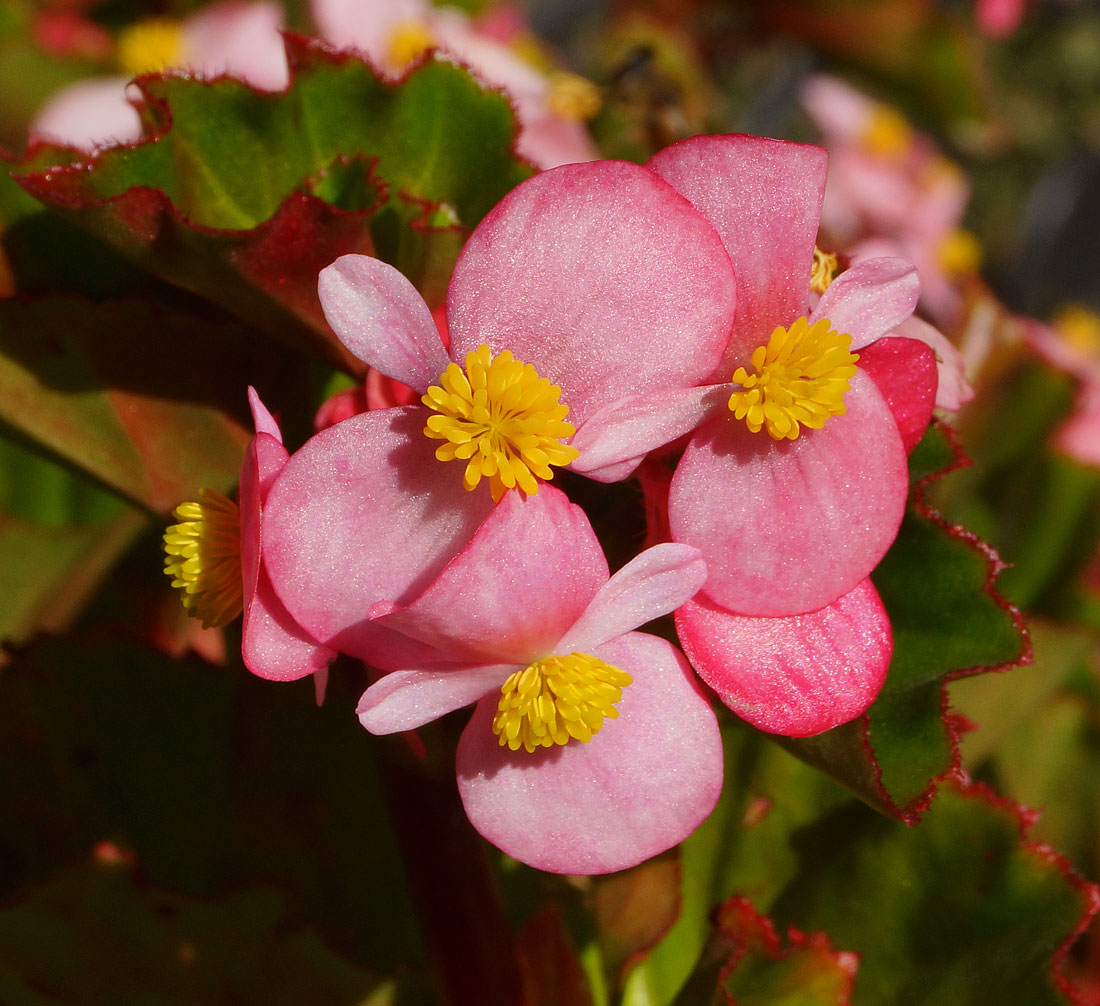 Image of Begonia &times; hortensis specimen.