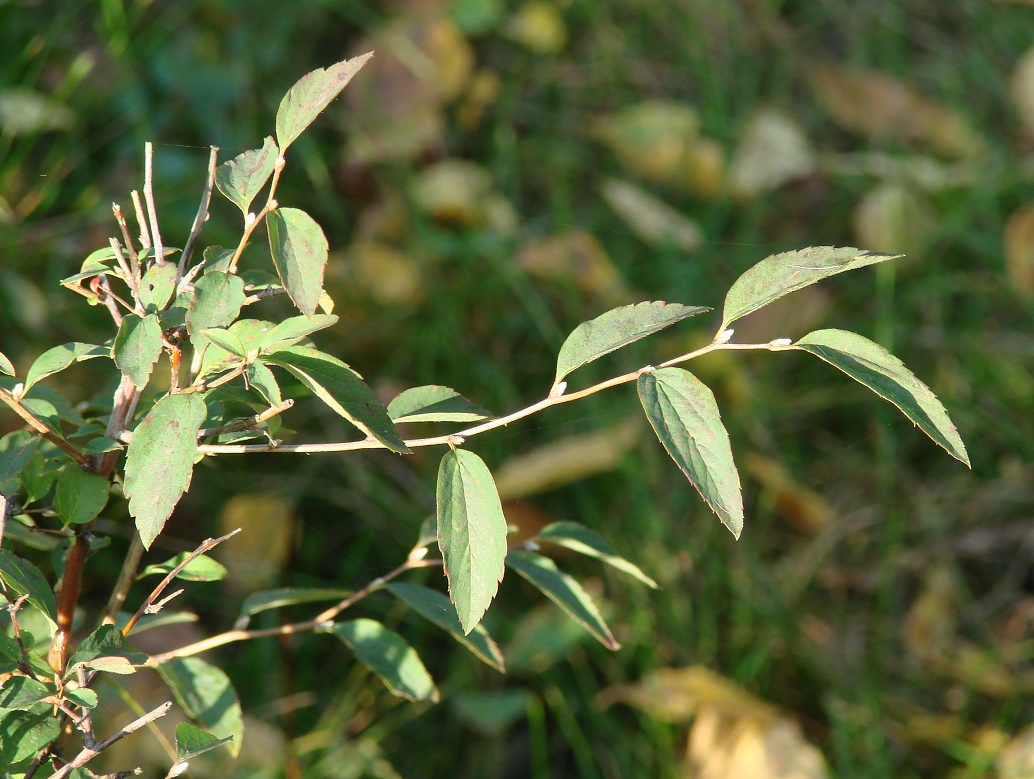 Image of Spiraea flexuosa specimen.