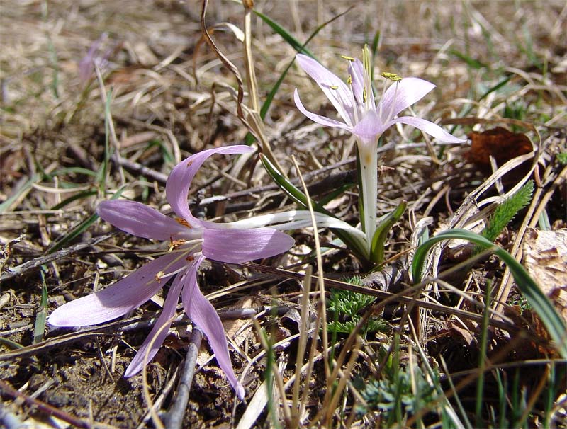 Image of Merendera trigyna specimen.