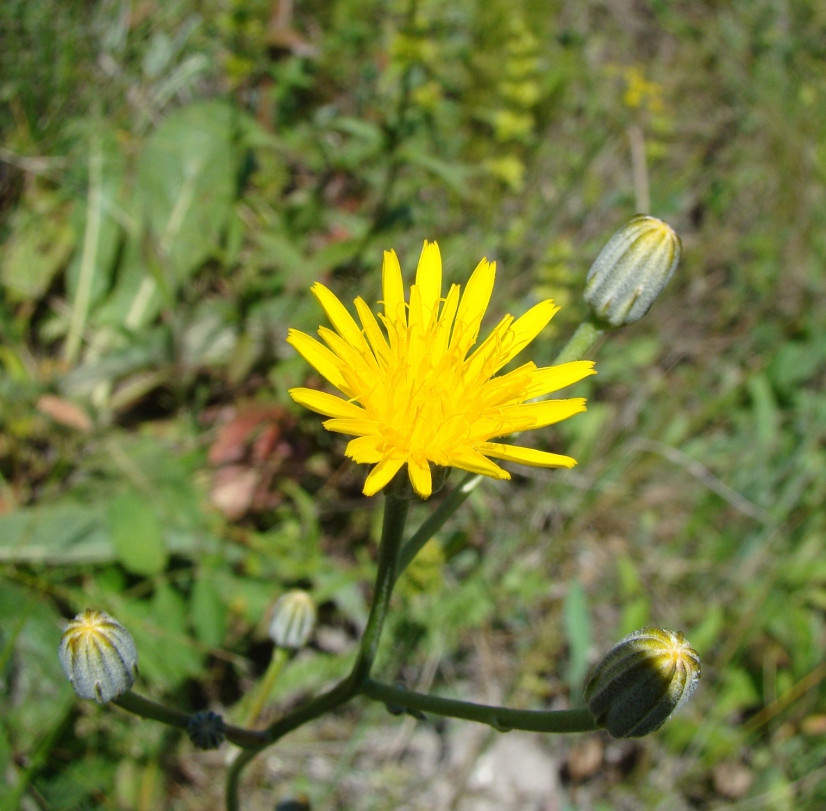 Image of Crepis pannonica specimen.