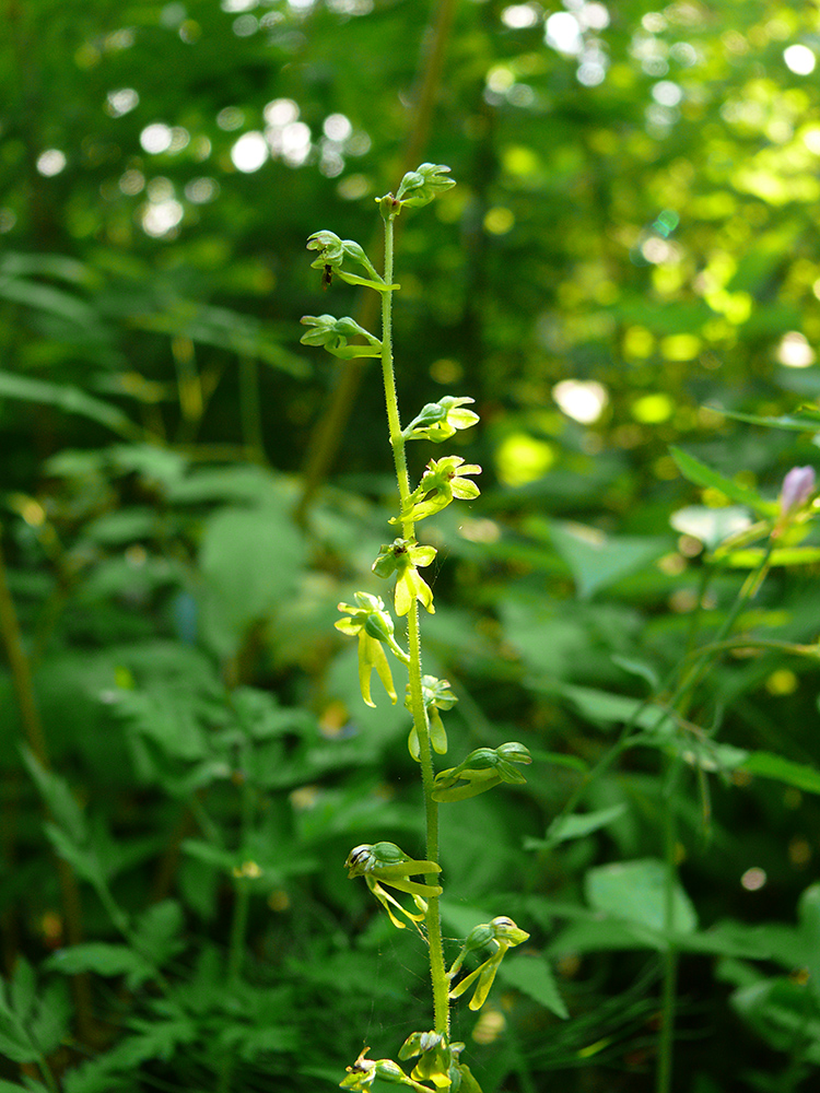 Image of Listera ovata specimen.