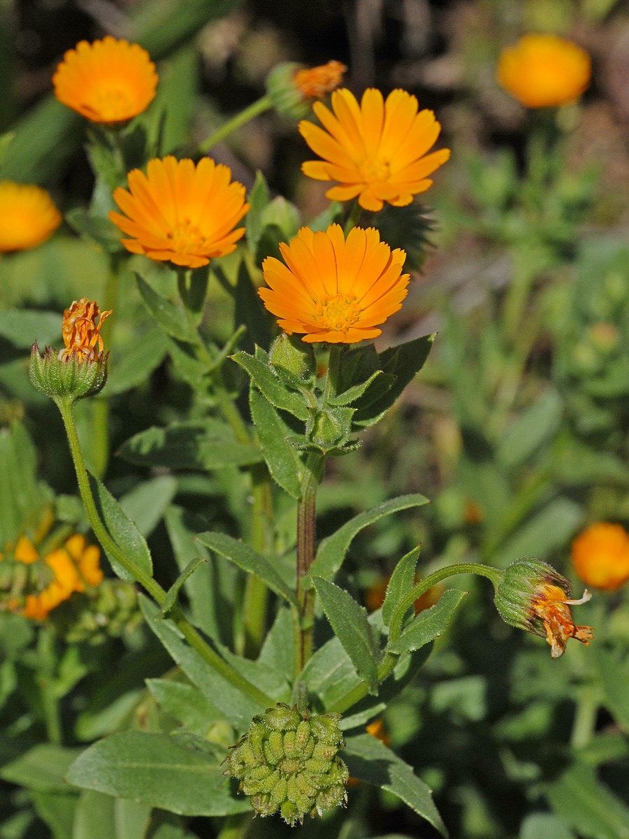 Image of Calendula arvensis specimen.