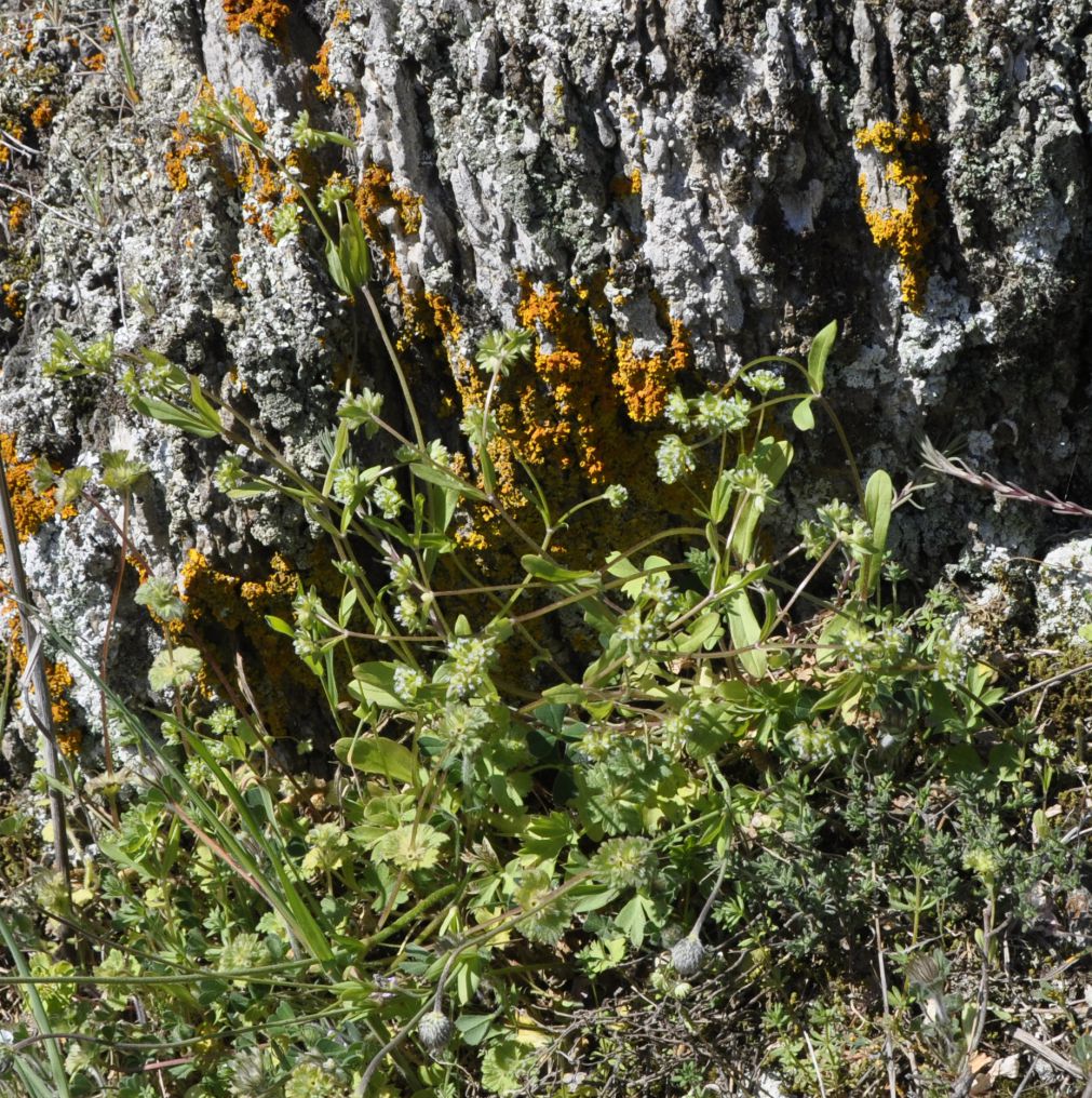 Image of genus Valerianella specimen.