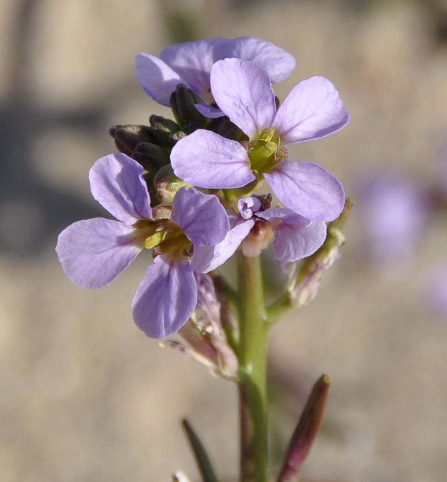 Image of Cakile maritima specimen.