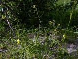 Erysimum repandum