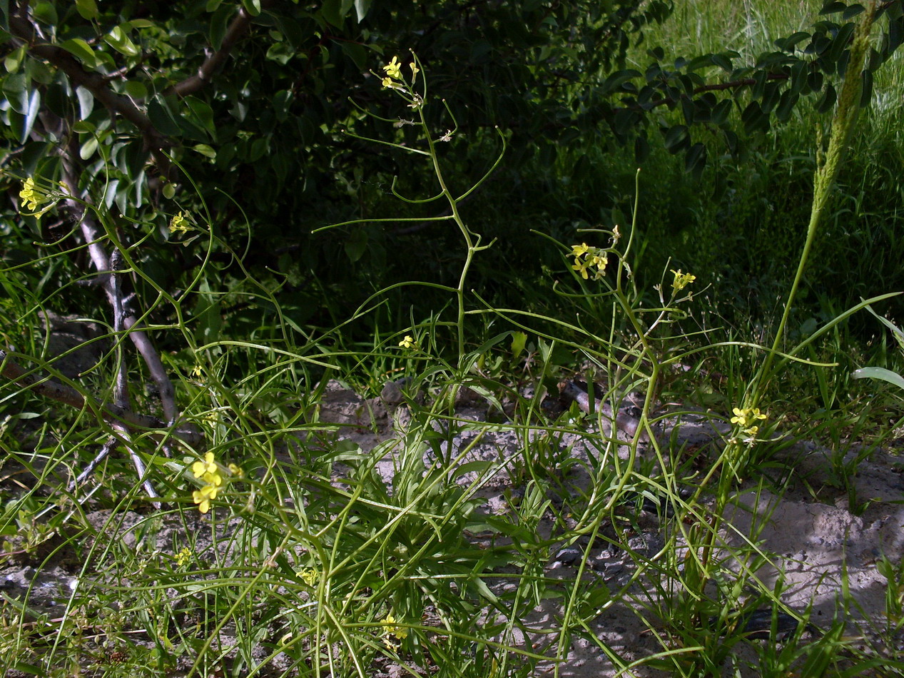 Изображение особи Erysimum repandum.