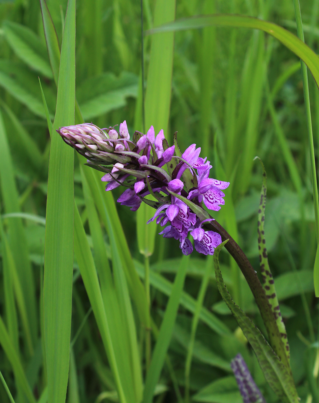 Изображение особи Dactylorhiza baltica.