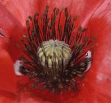 Papaver rhoeas