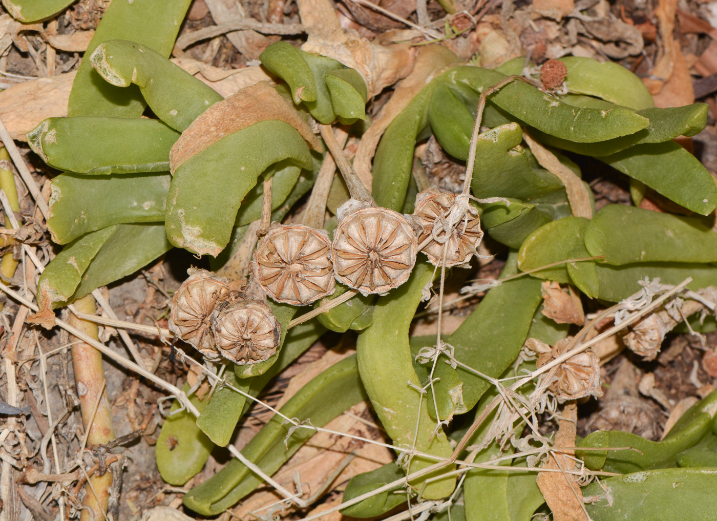 Image of Glottiphyllum linguiforme specimen.