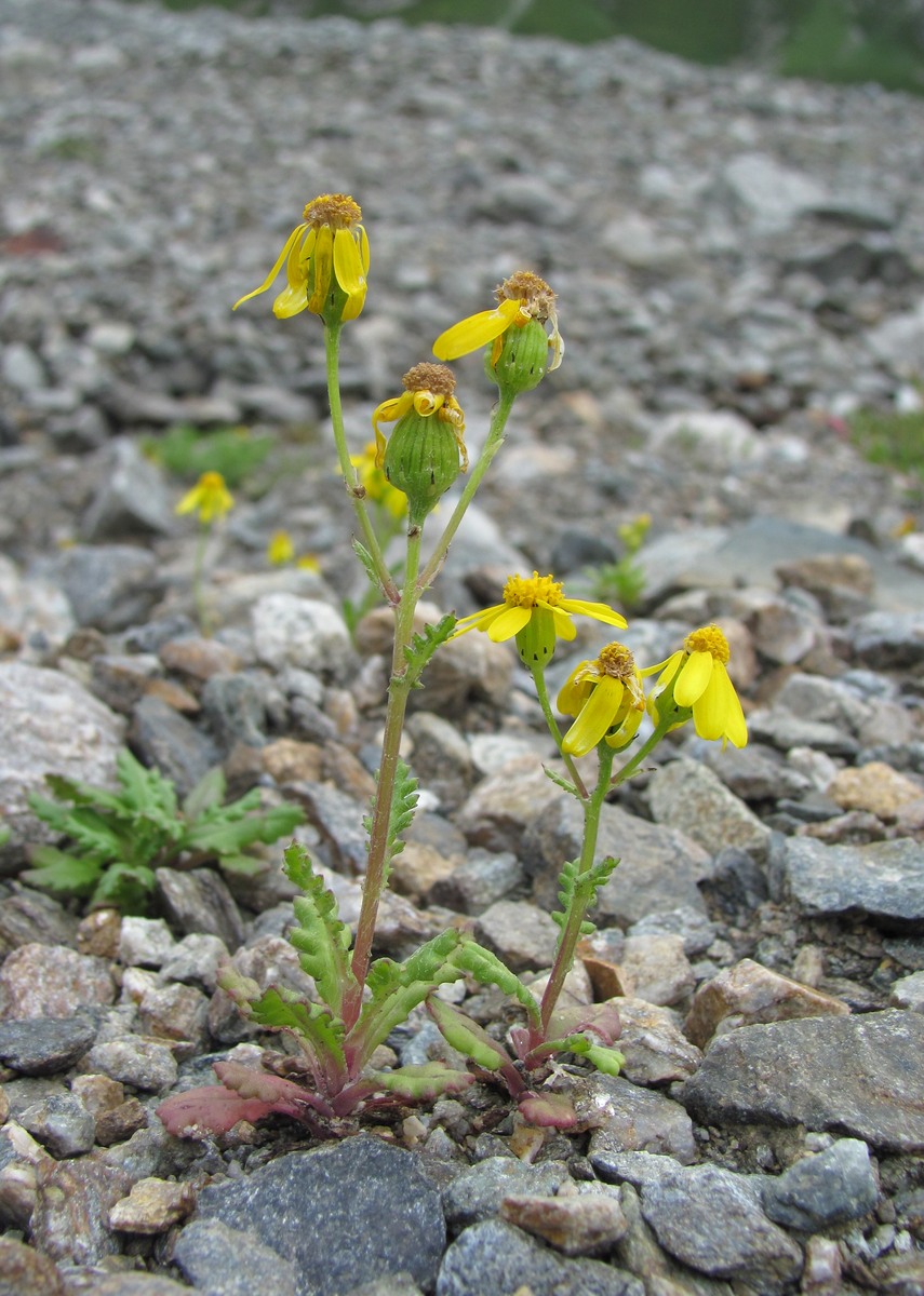 Image of Senecio sosnovskyi specimen.