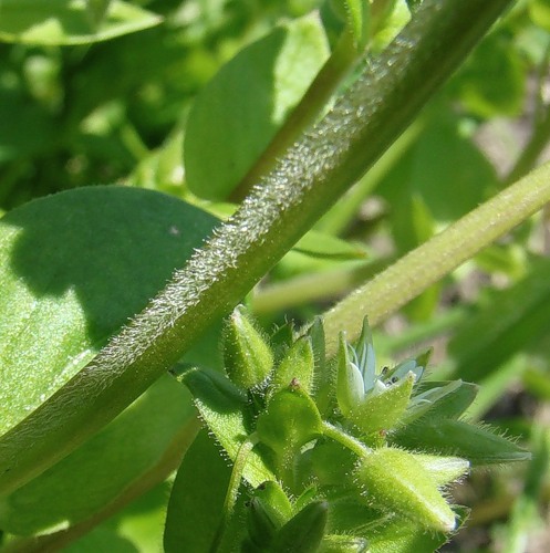 Изображение особи Stellaria neglecta.